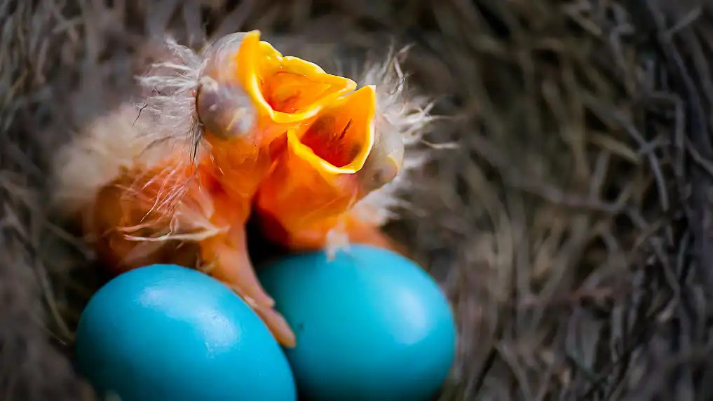 Van welke vogel is dit nest?